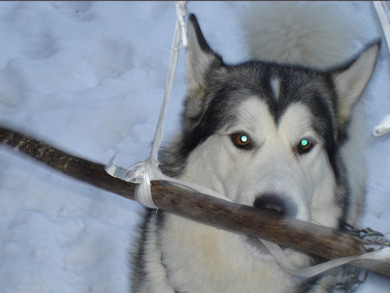 Аляскинский маламут, продажа щенков аляскинского маламута, фотографии собак, - сайт WWW.MELDOGS.NAROD.RU